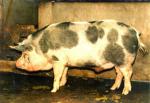 Ba Xuyen | Pig | Pig Breeds